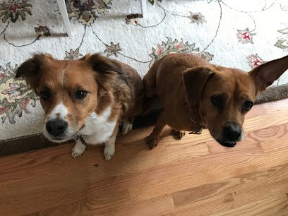 Dogs Love Running!
