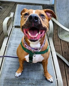 Smart Paws Chicago
