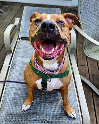 Smart Paws Chicago