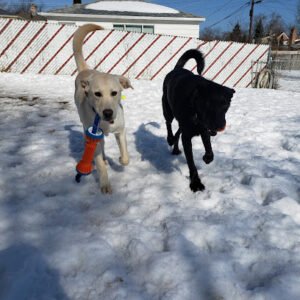 Swooft Dog Walking & Pet Care