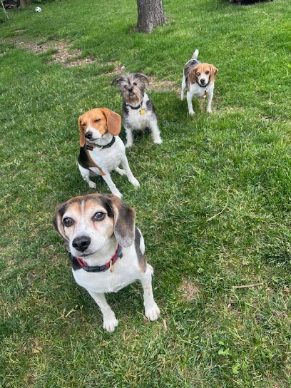 Fetch! Pet Care of Greater Chicago
