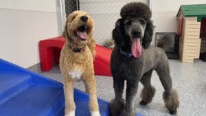 Hyde Bark Dog Walking and Pet Care + Hyde Bark Play Park