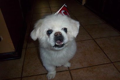 Go Doggie Dog Walking and Potty Service