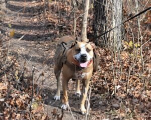 Wags and Wiggles QC