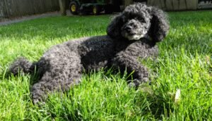 Lexington Dog Walks & Pet Care (Formerly Snaggle Foot Lexington)