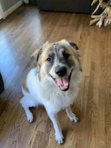 Happy Tails Pet Services