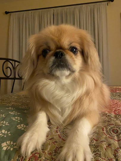 Barbara’s Pet Services