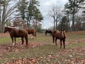 Pine Cone Farm