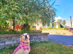 Dog Walking 207 (LLC)