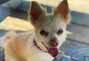 Shelley’s Wagging Tails Dog Services