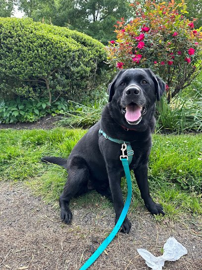 Pet Fit Dog Walking
