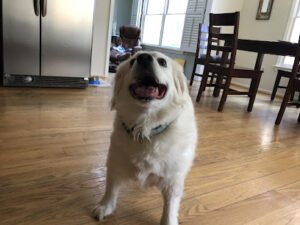 Walk.Play.Love.,LLC