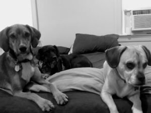 Hampden Hounds
