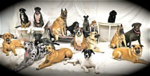 Richlyn Rovers Pet Services
