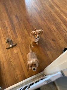 Dogcentric