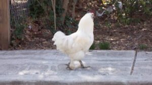 Takoma Pet Services & Training