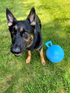 Carrigan’s K9s