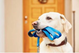 Happy Tails Dog Walker