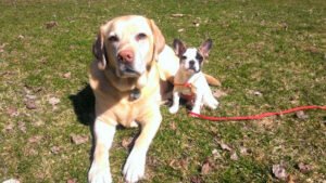DogsRUs