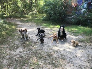 K9 Hiking