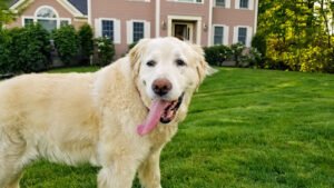 DogGoneLocal [+] Dog Care [+] On Demand