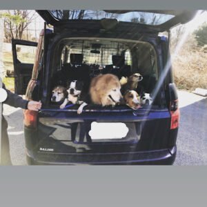 Lucky Dogs Walking Company