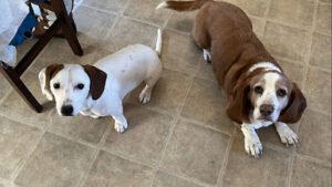 Flash and Beans Dog walker