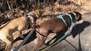 Walk With Me Pet Sitting