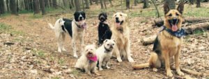 Wagalicious Walks, LLC