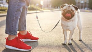 Robin’s Dog Walking & Pet Services LLC