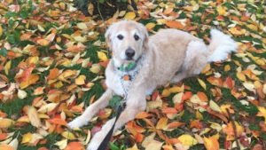 New England Pet Services