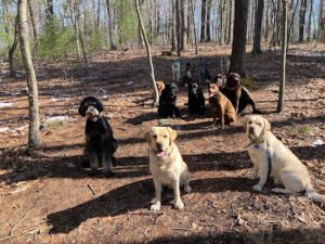 The Paw Pack Adventure Club