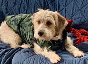 SouthShoreDogfather