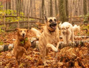 Adventure Dogs, LLC