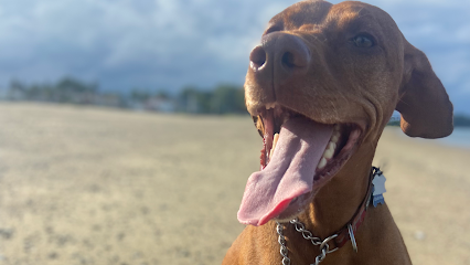 Boston’s Best Dog Walkers And Pet Services