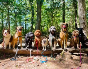 Dogs Go Hiking