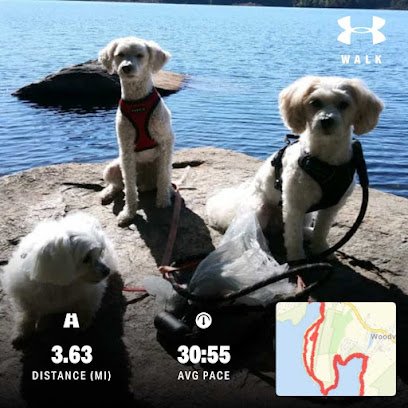 Home Sweet Home pet sitting and Dog Walking Too