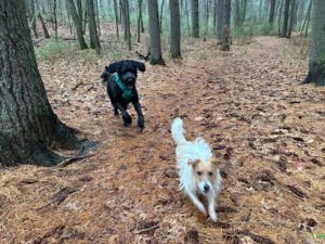 Walden Pet