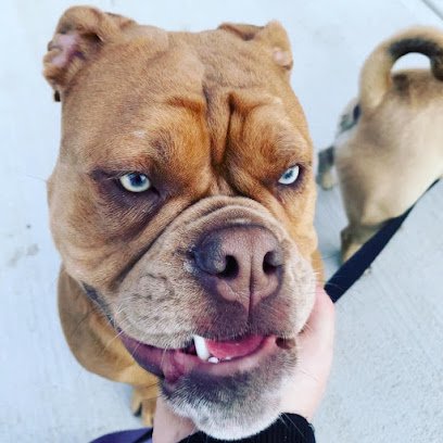 Haskells Pet Rascals