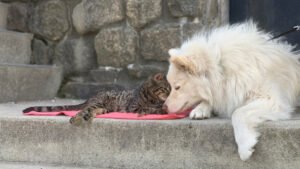 Leash Love
