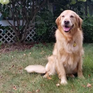 happytails DOG WALKING & PET CARE SERVICES