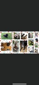 The Woof Pack Dog Walking and Pet Sitting