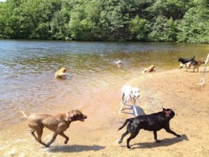 Doggonwalkin