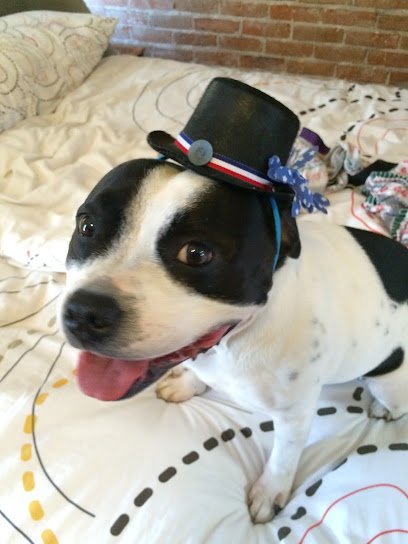 A Dawg Day Afternoon