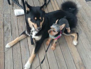 Bark and Purrr Pet Service