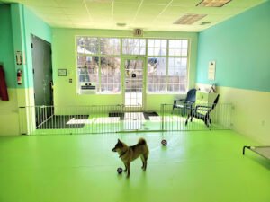 BARK AVENUE Playroom
