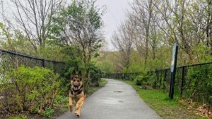 Alex Dog Walking