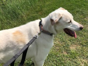 M.S. Canine Care