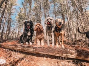 A Dog‚Äôs Life Inc