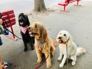 Good Boy Dog Walking & Pet Sitting